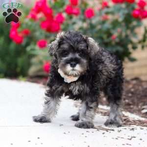 Callie, Miniature Schnauzer Puppy
